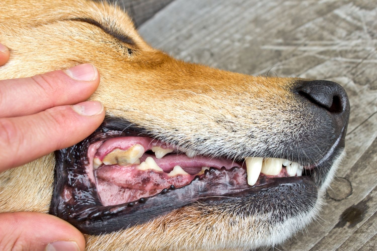 Tanden van de hond zonder het gebruik van Premium Dental Snack