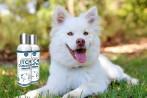 Witte hond in het groene gras met Premium natural itch control