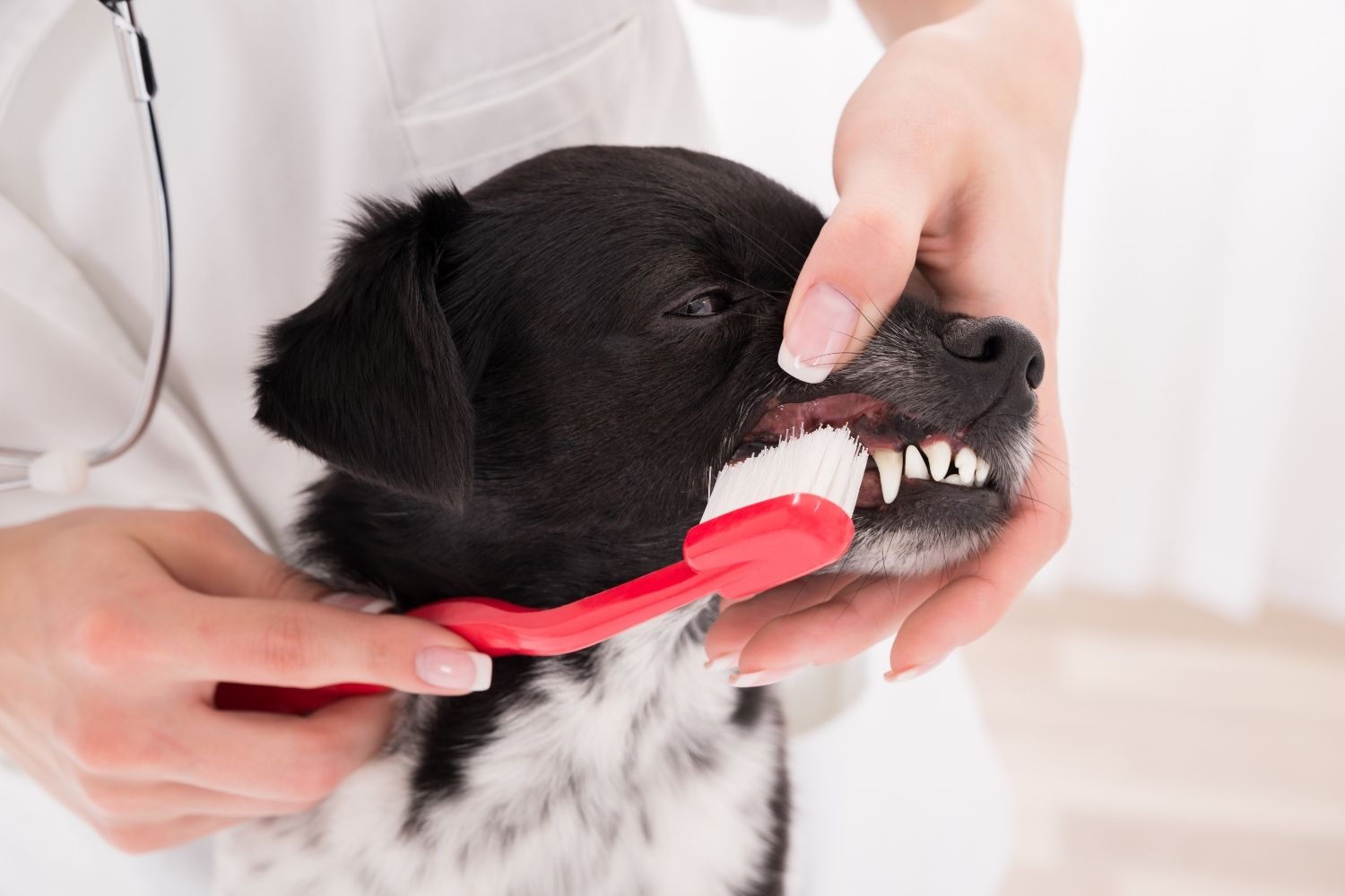 tanden poetsen bij een hond