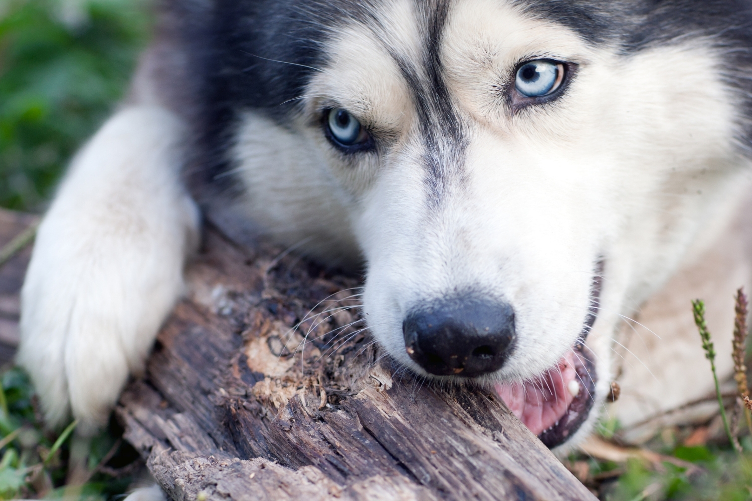 hond kauwt op een tak Premium Dental Snack