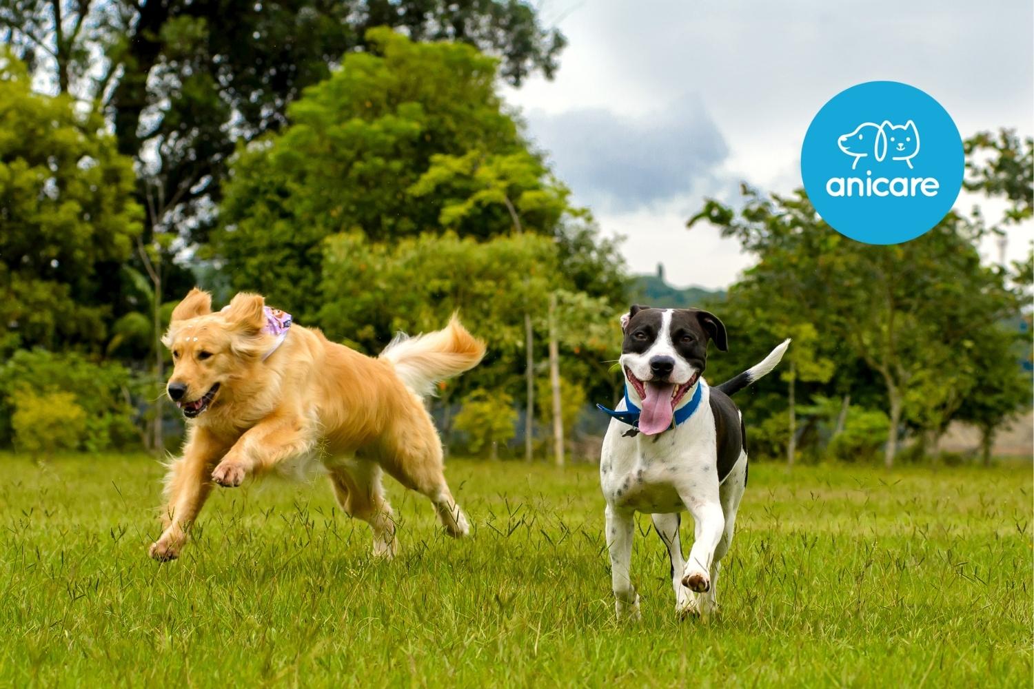 Anicare rennende honden in het gras