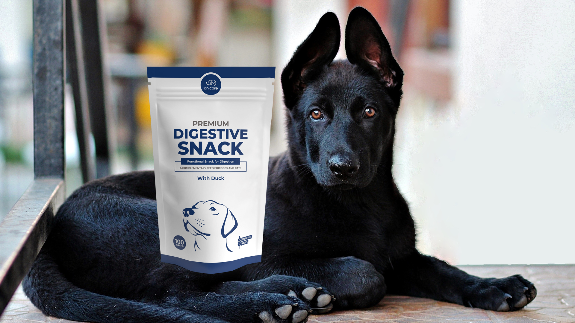 Premium Digestive Snack met een liggende zwarte hond