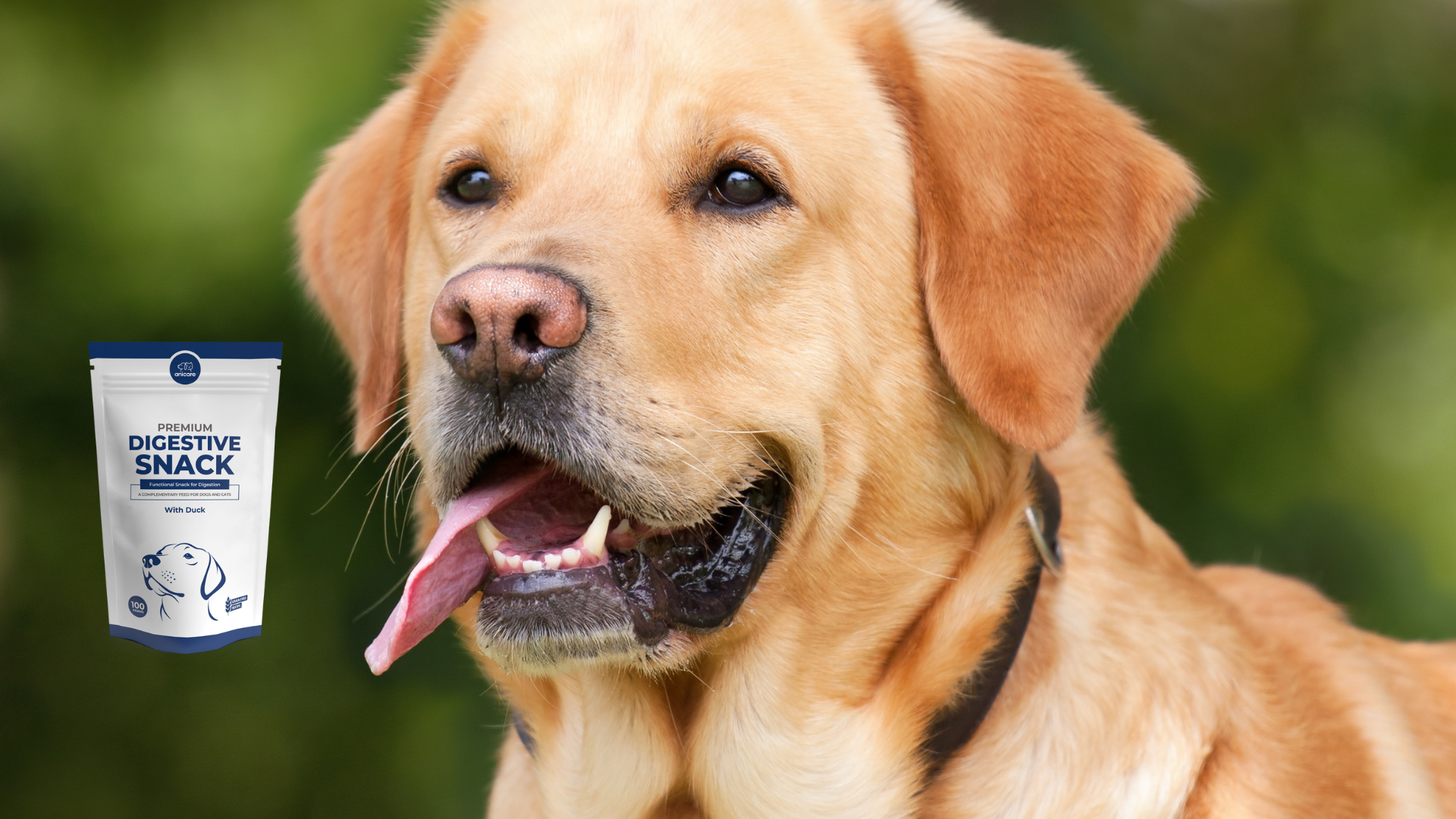 Onze conclusie - labrador - Premium Digestive Snack